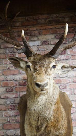 Large Vintage Taxidermy Red Deer Stag Bust