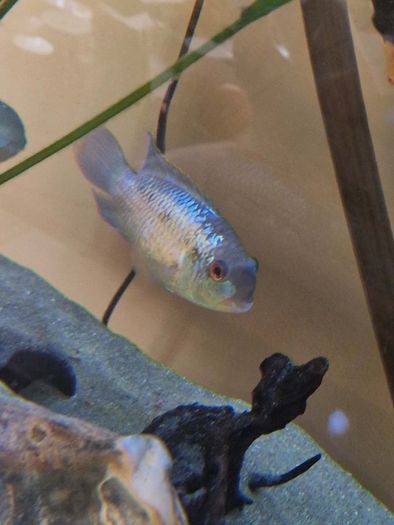 Acara/electric blue