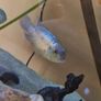 Blue Acara cichlid Image 5