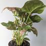 Syngonium Neon Robusts Plant Image 7