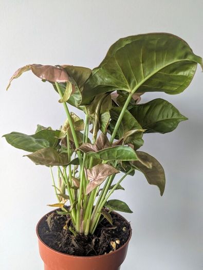 Syngonium Neon Robusts Plant