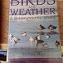 Sea Shore Birds Image 3