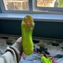 Adidas Predator Elite || Size 10.5 uk Image 4