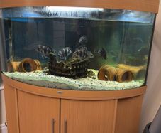 fish tank