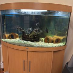 fish tank