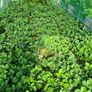 strawberry's plants Image 2