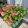 Hydrangea French Can Can doing well in 2nd summer in pot Image 8
