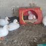 Guinea fowl/hens/ducks/goats/llama & pigs Image 3