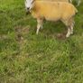 9 Texel x Hoggets Image 6