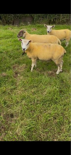 9 Texel x Hoggets