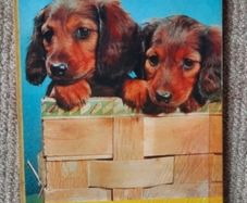 Vintage Children's book 'Who Are You?'