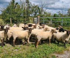 Hoggets