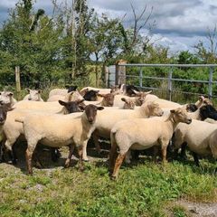 Hoggets
