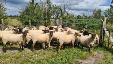 Hoggets