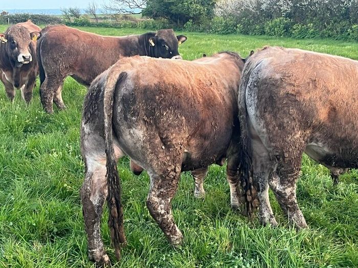 Aubrac bulls