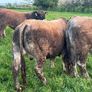 Aubrac bulls Image 4