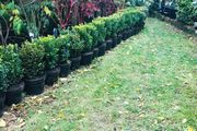 Box Hedge Plants