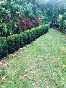 Box Hedge Plants