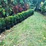 Box hedging 2ft Buxus Image 8