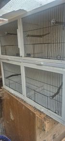Double breeding cages