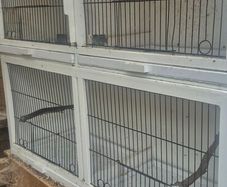 Double breeding cages