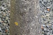 Coach stone, limestone, 20 inches above ground.