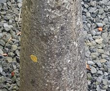 Coach stone, limestone, 20 inches above ground.