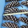 Large Pine cones Image 4