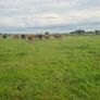 Bullocks Image 8