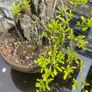 Bonsai Image 2