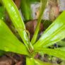 Carnivorous plant terrarium Image 6
