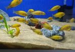 Tropheus Golden Kiriza