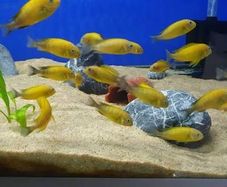 Tropheus Golden Kiriza