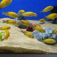 Tropheus Golden Kiriza