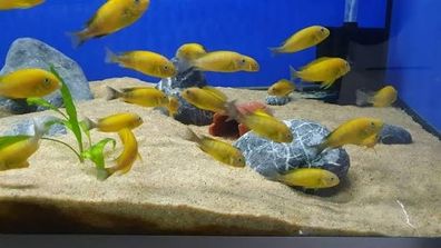 Tropheus Golden Kiriza