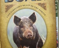 The Golden Bristled Boar.