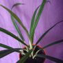 plant Image 2