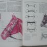 Horse Sense Image 4