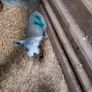 Pet lambs Image 2