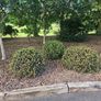 Lot  37  Garden Shrubs 500  (Box & Pittosporum) Image 8