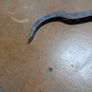 Old rare Swan neck mortice chisel Image 3