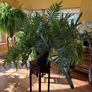 Blue star fern Image 3