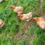 Hens Image 2