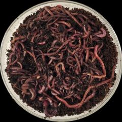 Compost Worms red Wiggler live Free shipping Garden Worm european
