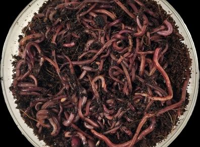 Compost Worms red Wiggler live Free shipping Garden Worm european