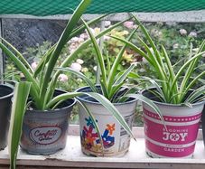Spider Plants