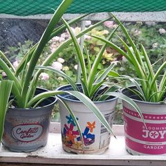 Spider Plants