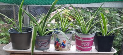 Spider Plants
