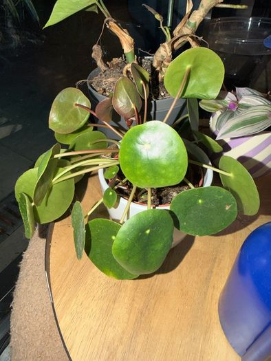 Plants for sale