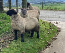 Rams